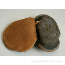 Phellinus igniarius extract; Phellinus igniarius extract powder OEM(capsule and instant tea)